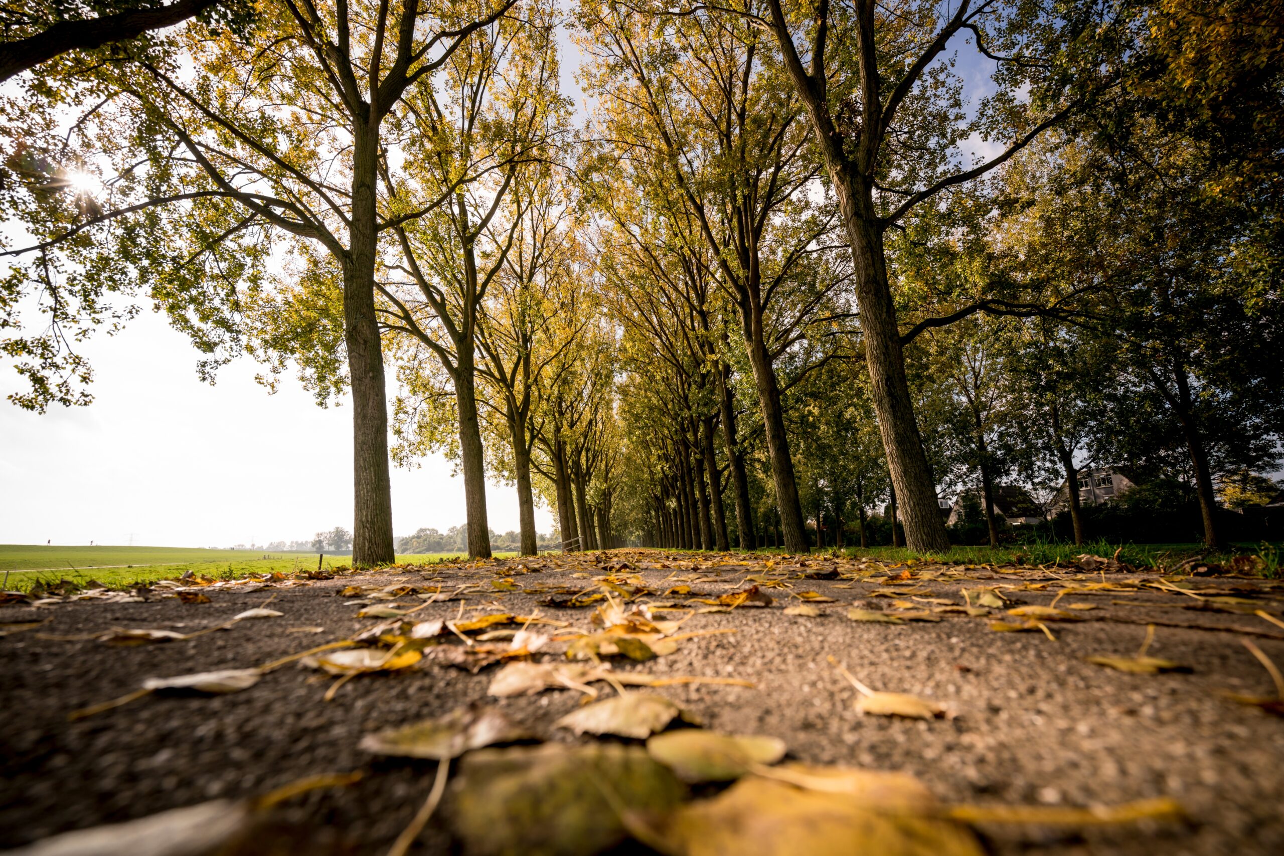 Cycle path lined with trees and fallen leaves, illustrating autumn scenery relevant to car insurance risks during fall.